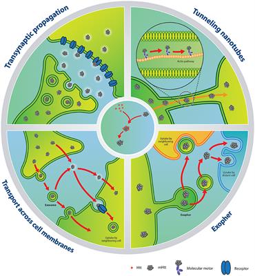 The Evidence for the Spread and Seeding Capacities of the Mutant Huntingtin Protein in in Vitro Systems and Their Therapeutic Implications